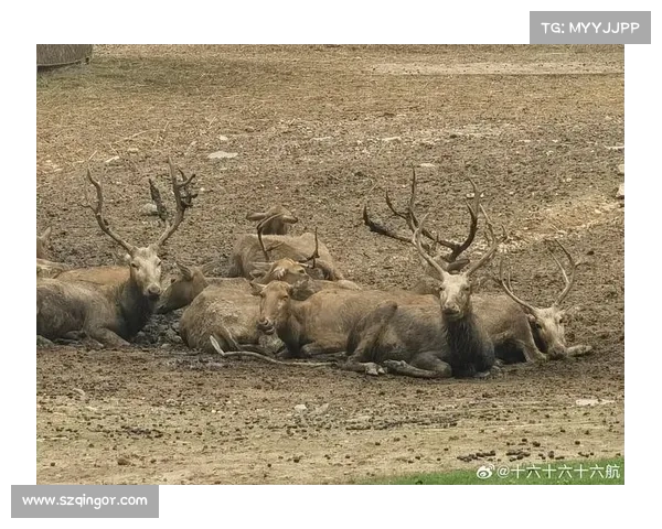 奥巴梅扬国际选择背后的多重因素解析及其对足球生涯的影响